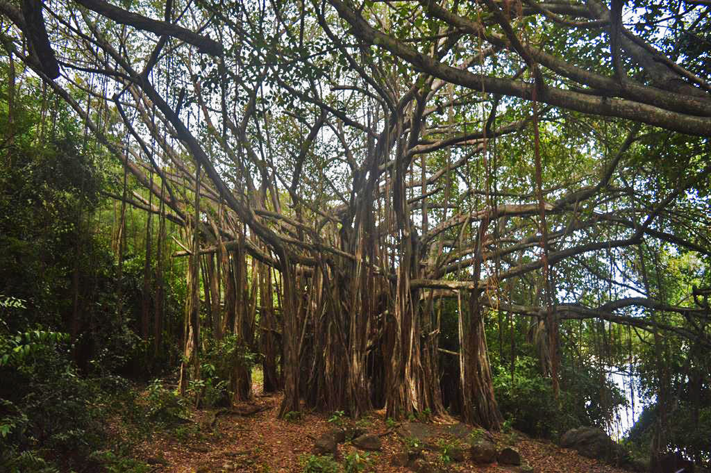 Fernando de Noronha – Natura Ecoturismo